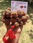 Lab Certified 5 Mukhi Rudraksha Rudraksh Mala Rosary 54 1 Big Beads 18-20 Mm Red