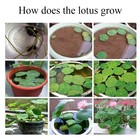 10pcs Seeds Lotus Mix Flower Seed Hand Picked Aquatic Plants Water Garden Us  