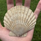 Rare Encrusted Fossil 4    Fossil Chesepectan Scallop Seashell Va Megalodon Era