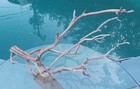 Large Driftwood Manzanita Aquascape Aquarium Terrarium  Bonsai 26   18   14 