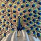 Thro Decorative Embroidered Peacock Ivory Pillow  18x18 Nature Art Deco New
