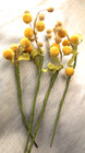 Vintage Lot Millinery Fruit   Leaves One Germany Arts Crafts