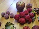 Vintage Lot Of Sugared Beaded Fruit Pears Apples Grapes Berries Various Sizes