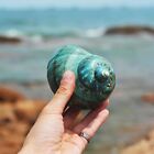 Large Natural Conch Seashell Hermit Crab Green Turbo Rare Real Aquarium 3 9  In