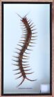 Real Giant Centipede - Scolopendra Insect Taxidermy Display In Wooden Box 3d