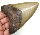 Megalodon Shark Tooth - Real Fossil - 3 81  - Shark Teeth Meg - No Restorations