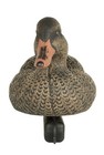 Falls River Standard Mallard Decoys 6 Pack  3 Hens And 3 Drakes  Life-like Hdpe