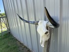 Longhorn Steer Skull 3 Feet Wide Polished Bull Horn Mounted Cow Head