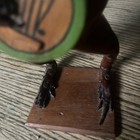 String Instrument Playing 7    Taxidermy Frog 