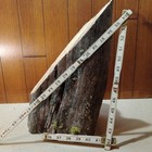 Taxidermy Base 5lb  A1