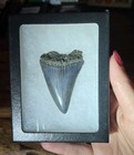 Huge Monster Blue Prehistoric Great White Shark Tooth Real Fossil Not Megalodon 