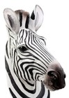 Madagascar Large Zebra Head Wall Decor Plaque 16 tall Taxidermy Decor Sculpture