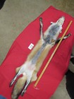 Tanned Red Fox With Feet Claws Winter Hide Animal Fur Good Leather