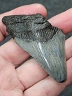 2 7 8   Authentic Prehistoric Megalodon  Fossil Shark Tooth Teeth Free Shipping 