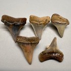 Group Of 5 Very Colorful Fossil Great White Shark Teeth - Peru