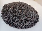 Trophy Rape Seed Cover Crop Forage Food Plot Deer Greens No-till Non-gmo