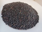 Trophy Rape Seed     Non-gmo Deer Food Plot   Forage Cover Crop  no-till 