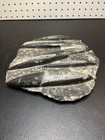 Orthoceras Nautiloid  orthocone  Fossil Slab plate Multiple Specimens 6 1 Oz