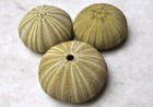 Green Sea Urchins Salmacis Sphaeroides  3 Urchins Approx  2  Inches 