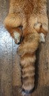 Nice Beautiful Red Fox Fresh Tanned Hide Super Soft  Leather Craft Pelt Fur 