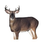 Montana Decoy Dream Team Buck And Doe  Multi