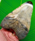5 64    Megalodon Shark Tooth Real Fossil Xl 17 Ounces  No Restorations