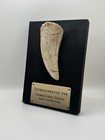 Tyrannosaurus Rex Replica Tooth Fossil - Jurassic Park Museum Display