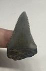 Great White Shark Tooth Real Fossil Teeth Florida