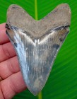 Chubutensis Shark Tooth  Museum Grade Xl 3 55    Rare Quality