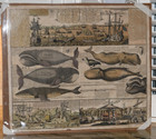 Antique  18th-century Hand-colored Whaling Engraving By The Hormann Heirs
