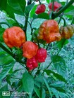 30 Fresh Picked Multi-color Ghost Pepper Chocolate Carolina Reaper Mix Organic  