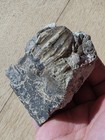 Rare Iguanodont Dinosaur Ouranosaurus Jaw Bone With 3 Teeth Fossil Niger 