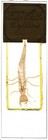 Antique Microscope Slide By Norman - Whole Larvae Of Water Beetle Dytiscus