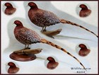 Copper Pheasant Taxidermy Mount Bird Gamebird Feathers Wildlife-artist