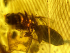 A101 Bu3026 Feathers Wasp Bristletail In Burmese Amber Burmite 99mya