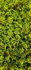 Fern Moss Live Moss For Terrarium  Vivarium  Fairy Garden - Sequim  Washington