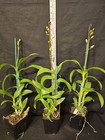 Dendrobium Classic Jade  Blooming Size Dendrobium Orchid In Spike  Multiple Mong