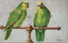 Turkey   Ottoman Empire - Postcard  ppc  - Stamps  Smyrna Pmk 1925  parrots 