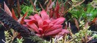 1 Samolus Parviflorus Red  Live Aquarium Plants Beautiful    Free S h Rare  