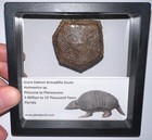 Rare Ice Age Fossil Holmesina Giant Armadillo Scute Bone Armor Lot One Per Order