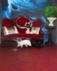 Artisan Tom  jerry Cat Mouse Realist Ooak 1 12 Dollhouse Miniature Handmade Igma