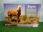 Breyer  sayen  Traditional Size Model Horse  free Shipping 