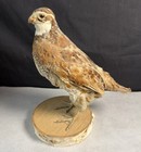 Bobwhite Quail Taxidermy Mount Hen Standing On White Birch Slice Wood Mount
