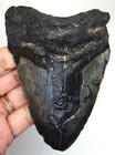 Megalodon Shark Tooth Real Fossil  - 4 26    Shark Teeth Meg - No Restorations