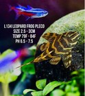 1 L134 Pleco Live  size 3 - 4cm  Leopard Frog Pleco - High Quality Usa Seller