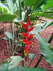 1 Rhizomes Heliconia Rostrata Hanging Lobster Claw Flowering Plant