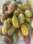 Cacao Fruit 5 Organic Make Chocolatte     Always Fresh Priority Mail Shipping Pods