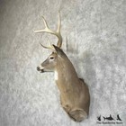  30324 P   Whitetail Deer Taxidermy Shoulder Mount For Sale