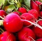 Crimson Giant Radish Seeds   Non-gmo   Heirloom   Fresh Garden Seeds