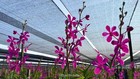 3 Branches Mokara Calypso Orchidaceae Purple Color